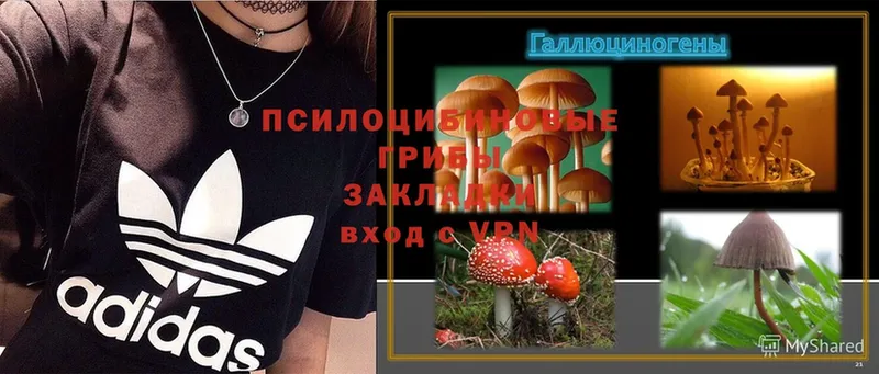 OMG ссылка  Райчихинск  Псилоцибиновые грибы Magic Shrooms  закладки 